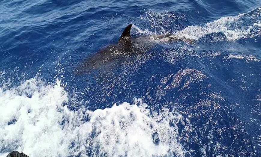 Image 10: Avistamiento de Delfines y Baño en Playa de Papagayo Lanzarote