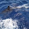 Image 10: Avistamiento de Delfines y Baño en Playa de Papagayo Lanzarote