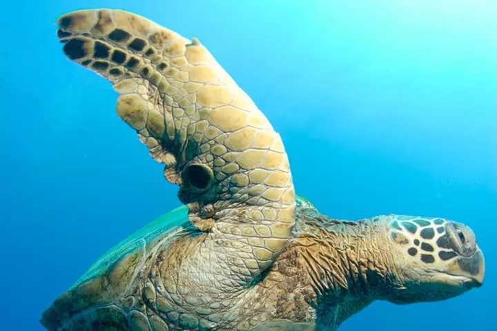 Two Site Snorkeling Adventure featuring the Molokini Crater - Second Medium