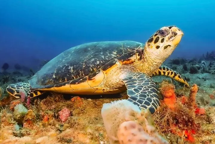Experience Peanut Island Adventures with Go Pro