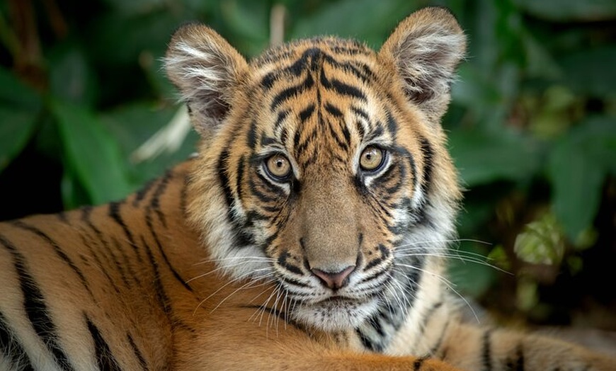 Image 6: Australia Zoo Day Trip from Brisbane