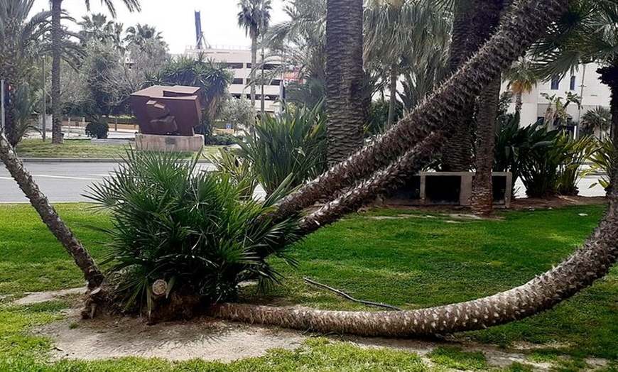Image 6: Búsquedas autoguiadas de carroñeros en Alicante con 4 ubicaciones