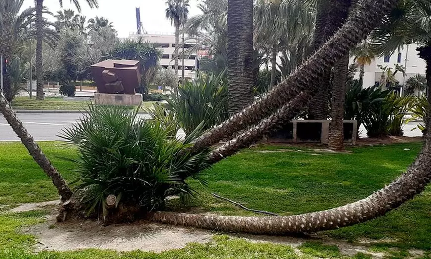 Image 6: Búsquedas autoguiadas de carroñeros en Alicante con 3 ubicaciones
