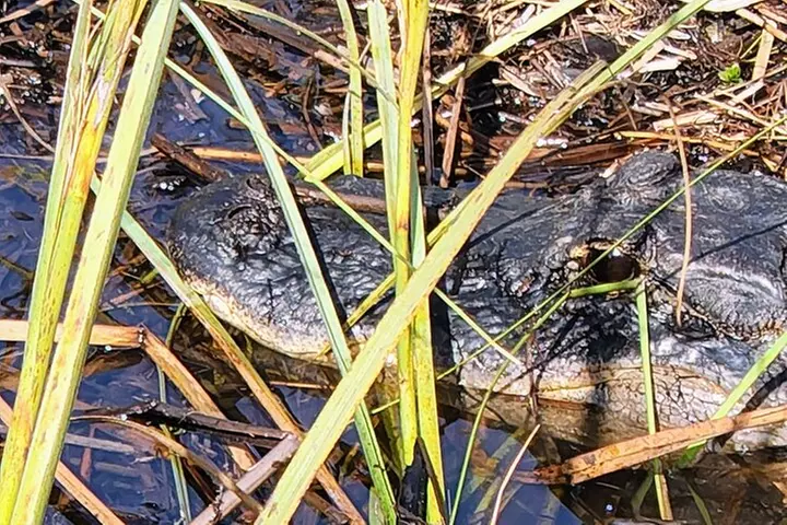 Everglades National Park Biologist Led Adventure: Cruise, Hike + Airboat