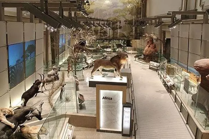 From Dinosaurs to Diamonds: Discover Natural History