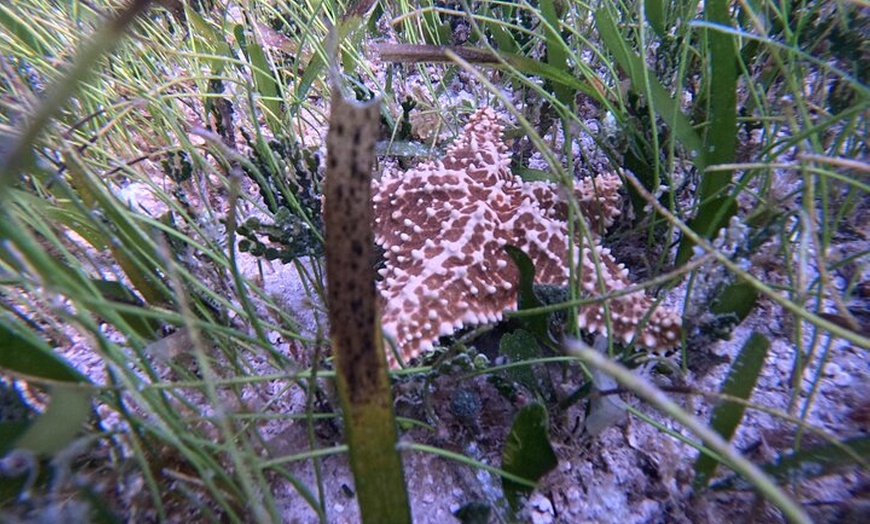 Image 6: Snorkel Adventure in Cancun