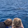 Image 29: Eco-Raft Tour: Maui-Lanai Snorkel / Dolphin Watch (Semi-Private)