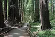Muir Woods and Sausalito Tour 5 Hours of Natural Beauty - Second Medium