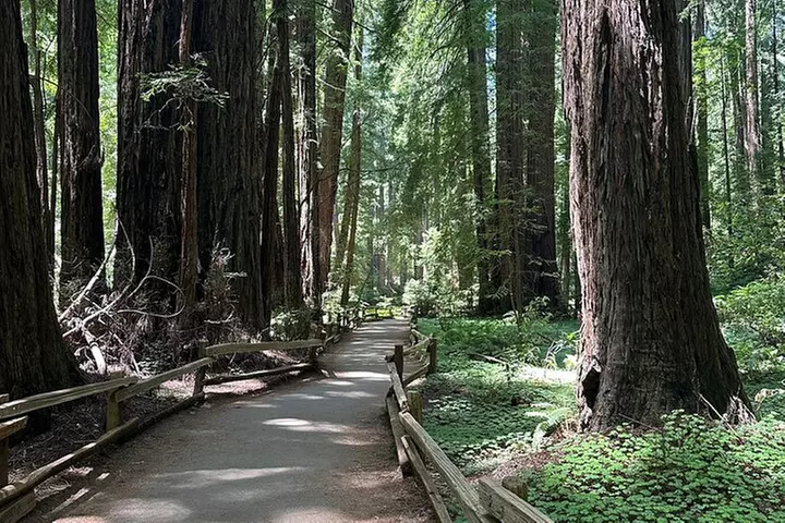 Muir Woods and Sausalito Tour 5 Hours of Natural Beauty