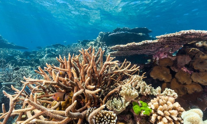 Image 18: Great Barrier Reef Snorkeling and Diving Cruise from Cairns