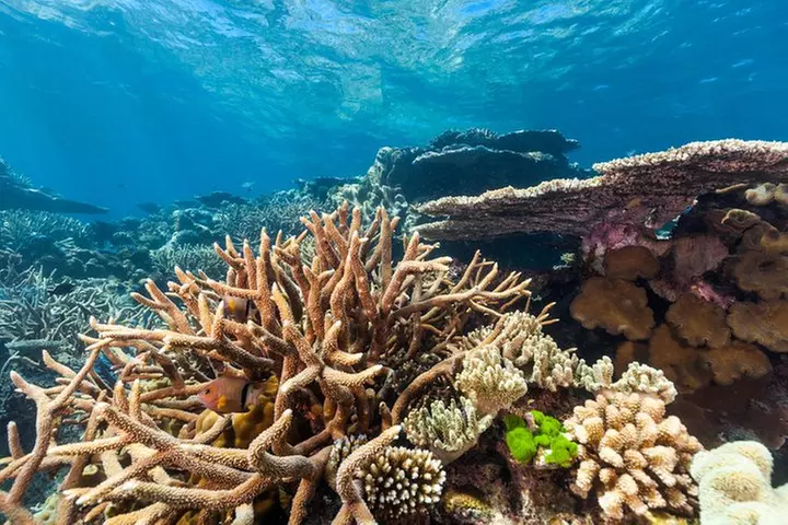 Great Barrier Reef Snorkeling and Diving Cruise from Cairns