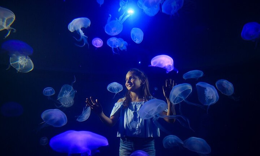 Image 16: Acuario de Palma con autobús de vuelta desde Port Alcudia