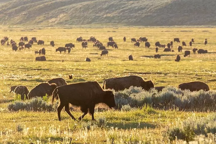 Lamar Valley Wildlife Watching