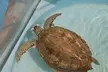Turtle Hospital and Lower Florida Keys Day Trip from Key West - Second Medium