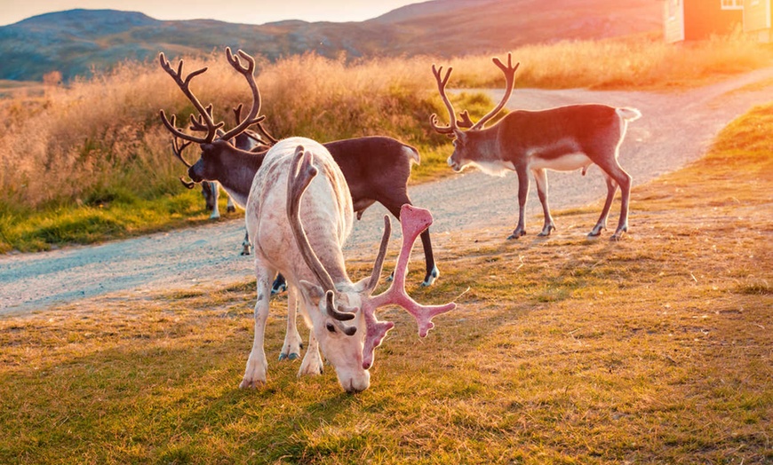 Image 10: ✈ NORVÈGE | Tromsø - Au coeur des trois Laponies - Tromsø / Tromsø ...