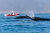 Open Boat Whale Watching