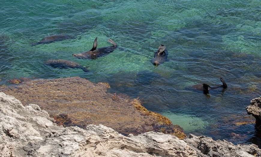 Image 3: Rottnest Island Seals Sunset and West End Bus Tour