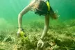 Premier Scalloping Adventure on Florida's Nature Coast - Image 2
