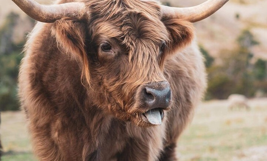 Image 7: Eventide Sanctuary Farm Tours and Richmond Old Town