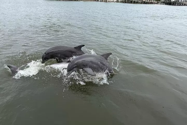 Dolphin and Wildlife Adventure of St. Augustine