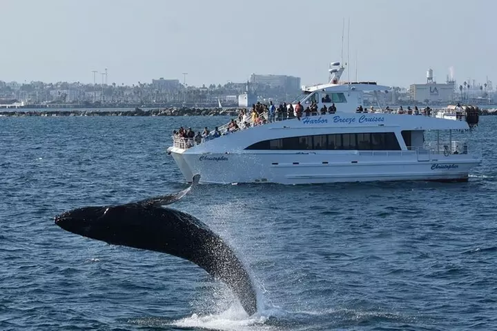 West Harbor LA Whale and Dolphin Watching Cruise