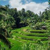 Image 3: ✈ BALI | Ubud & Seminyak - Circuit Bali de Ubud à Seminyak 4*, 7 nu...