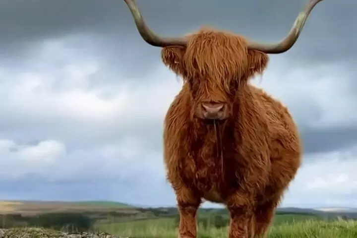 Cows, Rosslyn Chapel, Tantallon Castle, Dunbar from Edinburgh - Primary Image