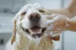 $20 For $40 Toward Grooming, Boarding Or Daycare - Second Medium