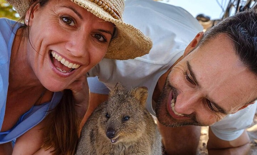 Image 9: Quokkas Delight Rottnest Island
