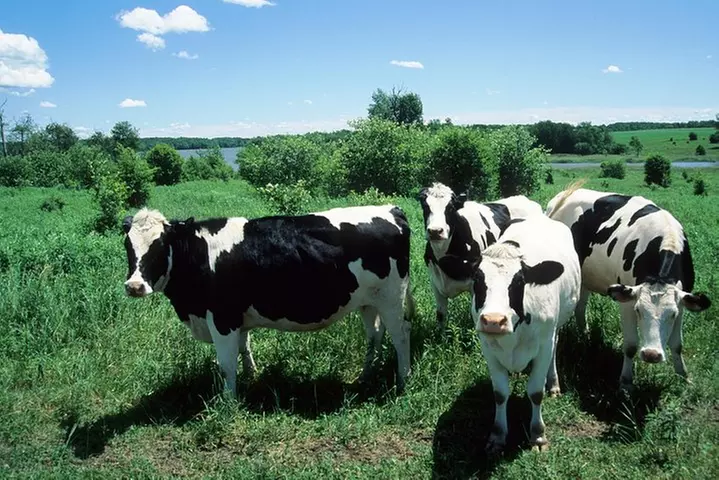Cow Heaven: An Agricultural Self-Guided Driving Tour