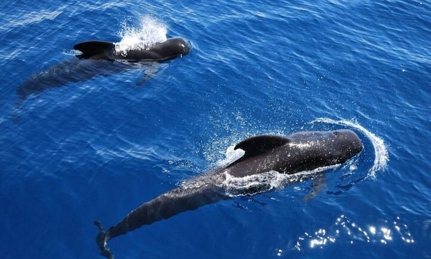 Image 4: Crucero con Bebidas, Avistamiento de Ballenas y Tiempo para Nadar
