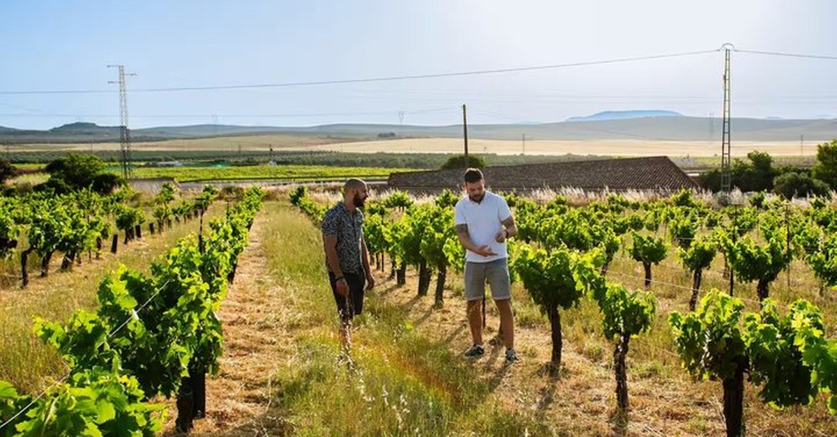 Tour de vino ecológico y aceite de oliva con tapas en Málaga