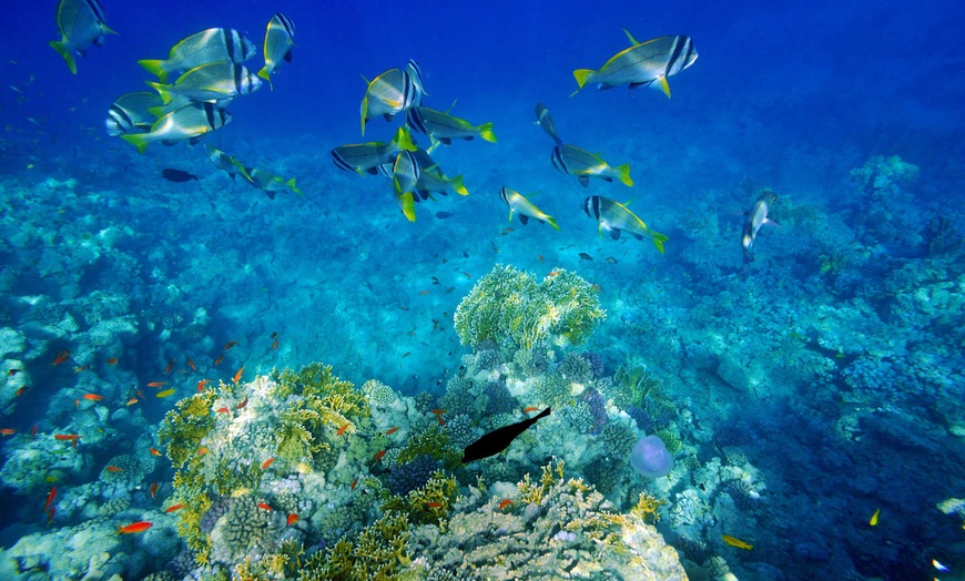 Image 14: ✈ REPUBBLICA DOMINICANA | Punta Cana - Il meglio della Repubblica D...