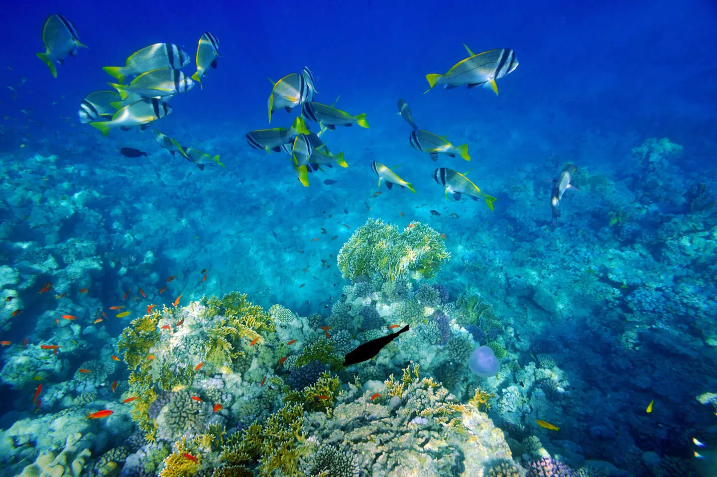 ✈ DOMINIKANISCHE REPUBLIK | Punta Cana - Das Wichtigste über die Do...