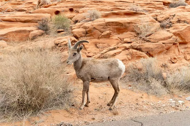 Valley of Fire and Red Rock Canyon Day Tour from Las Vegas