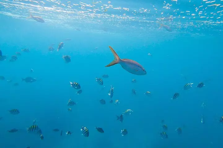 Key West Afternoon Snorkel Sail with Unlimited Cocktails!