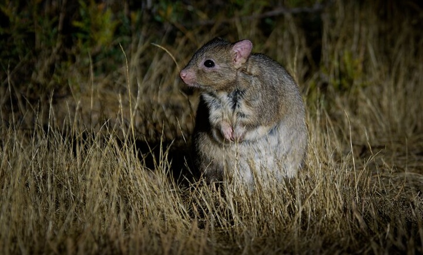 Image 10: Australian Animal Night Safari