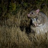 Image 10: Australian Animal Night Safari