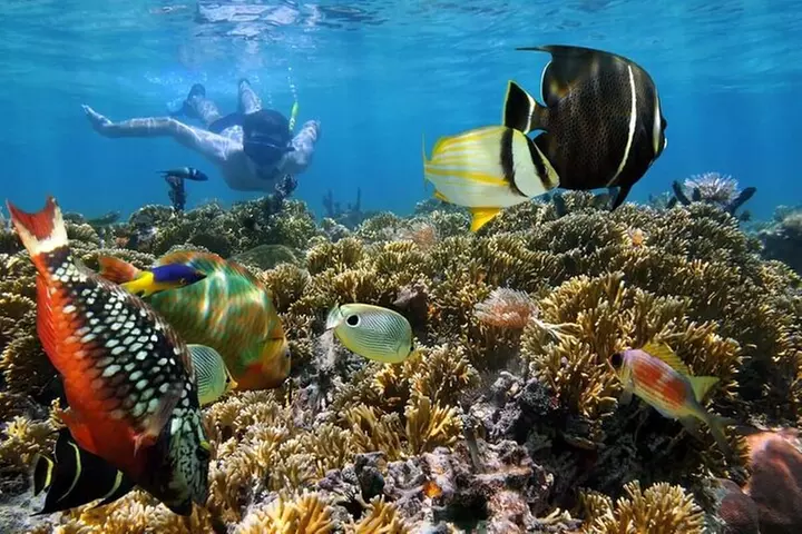 Key West Dolphin and Snorkel Experience