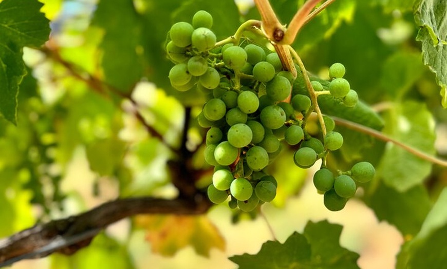 Image 9: Melbourne: Private Mornington Peninsula & Winery Tours.