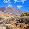 Image 3: Parque Nacional del Teide Paisajes y vida silvestre del volcán Safa...