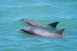 Dolphin and Wildlife Adventure of St. Augustine - Second Medium