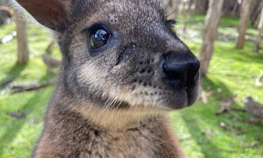Image 4: Phillip Island Tour with Italian Guide