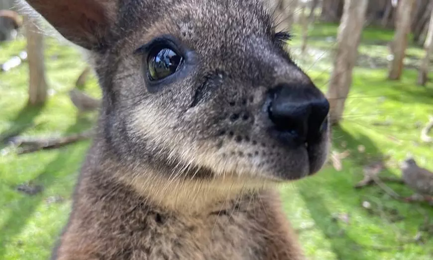 Image 4: Phillip Island Tour with Italian Guide