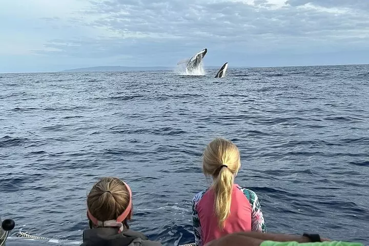 Eco-Raft Tour: Intro to Hawaiian History & Whale or Dolphin Watch