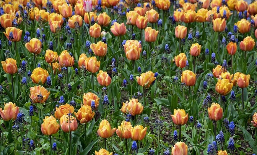 Image 7: Privater Transport zum Berliner Zoo