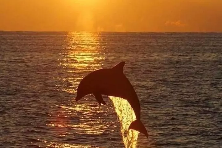 Hilton Head Sunset Dolphin Watching Cruise - Primary Image