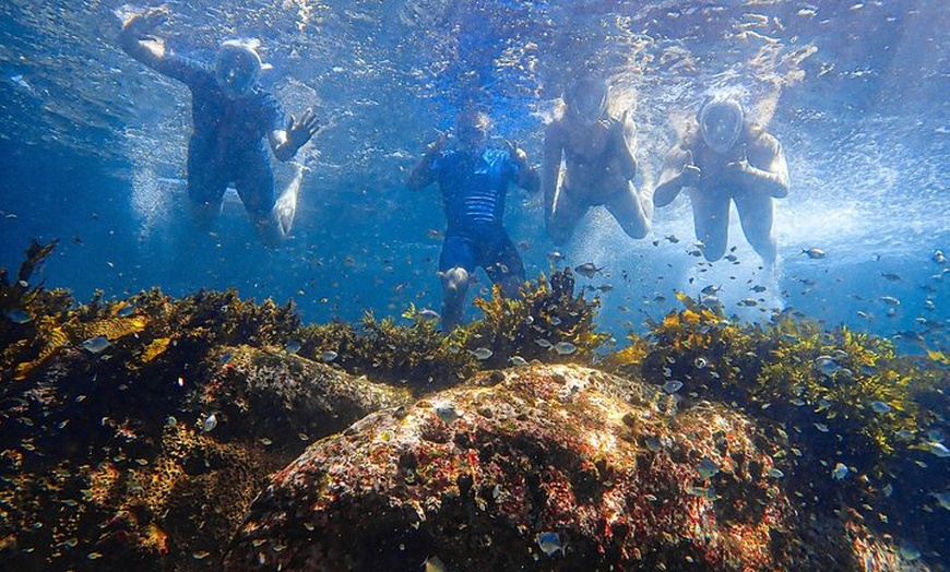 Image 8: Snorkeling To Discover Sydney's Underwater Wonders