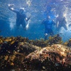Image 8: Snorkeling To Discover Sydney's Underwater Wonders