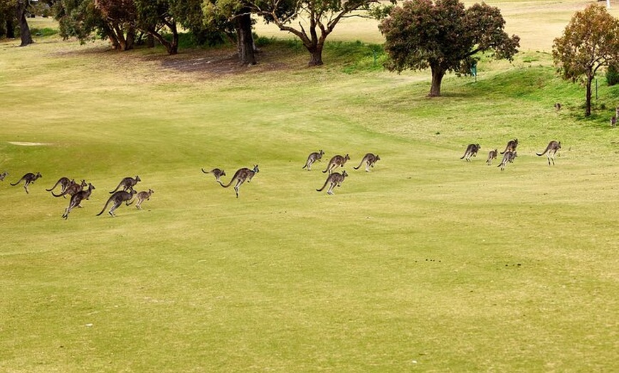 Image 3: Great Ocean Road and Twelve Apostles Private Tour